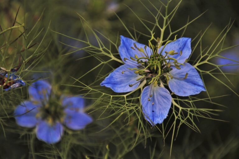 czarnuszka-plant-gbd9a3beb8_1920