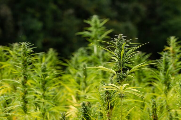 hemp-g994f5c70d_1280