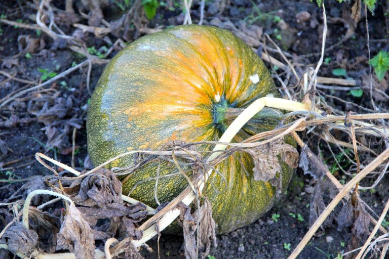 styrian-oil-pumpkin-ga229b2ac0_1280